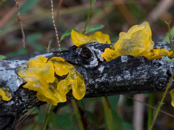 Witch's Butter (<em>Tremella mesenterica</em>), an attractive and fascinating fungus. Photographed in southern 
Anne Arundel Co., Maryland (10/18/2009).
